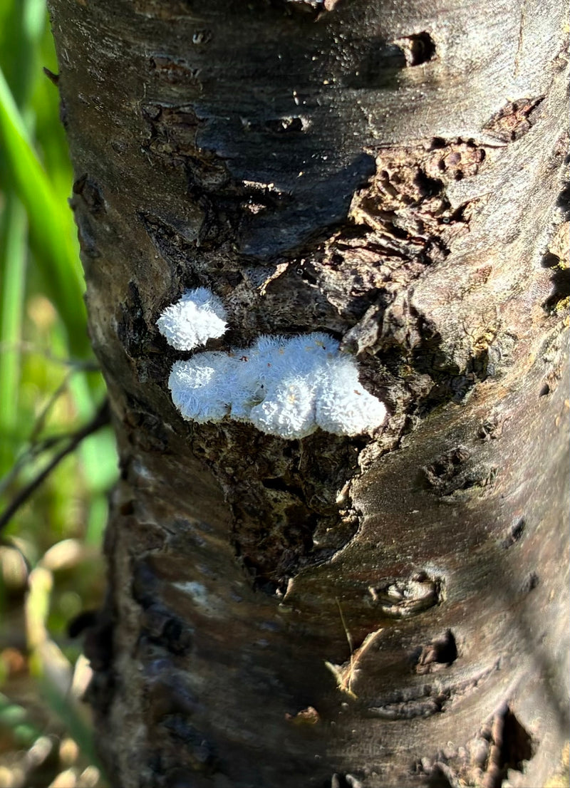 Champignon à écorce blanche — Bild 1