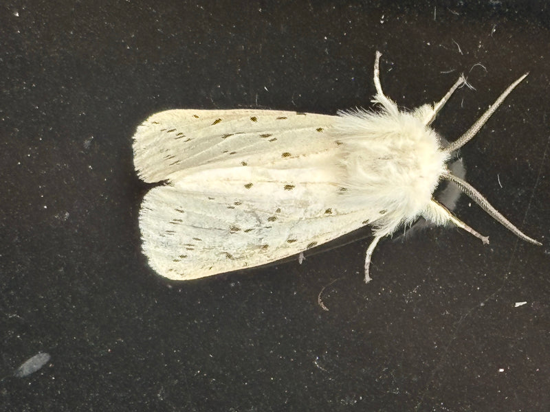 Cygne blanc — Bild 1