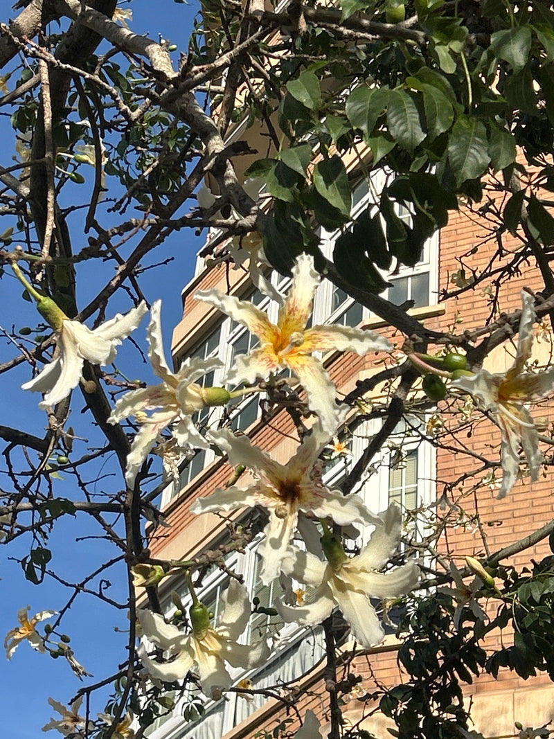 Weißer Seidenwollbaum — photo 1 sur 1