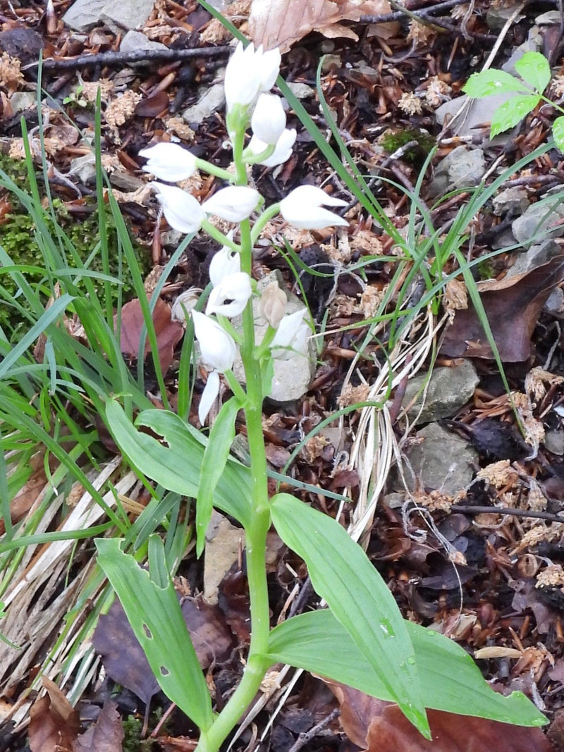 Oiseau forestier blanc — Bild 1