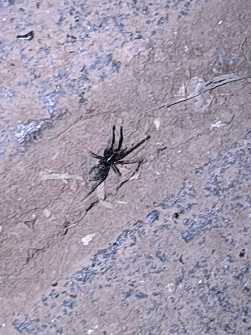 Araignée terrestre à rayures blanches — Bild 2