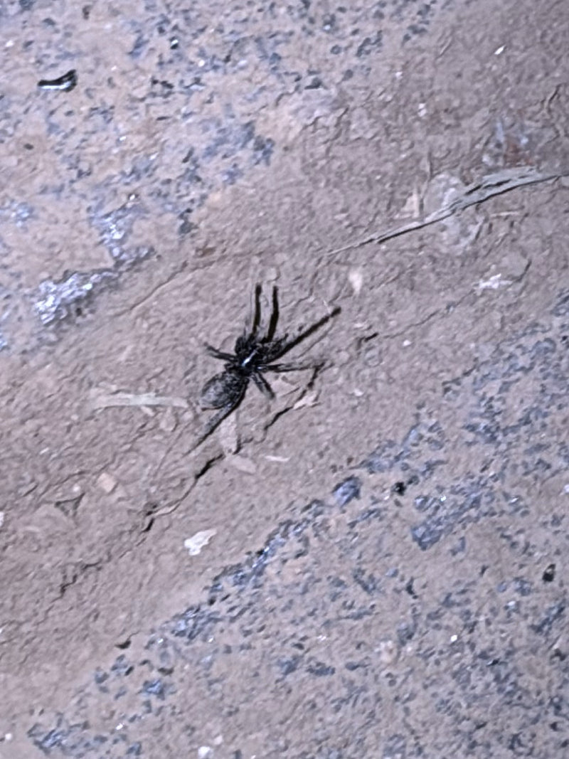 Araignée terrestre à rayures blanches — Bild 1