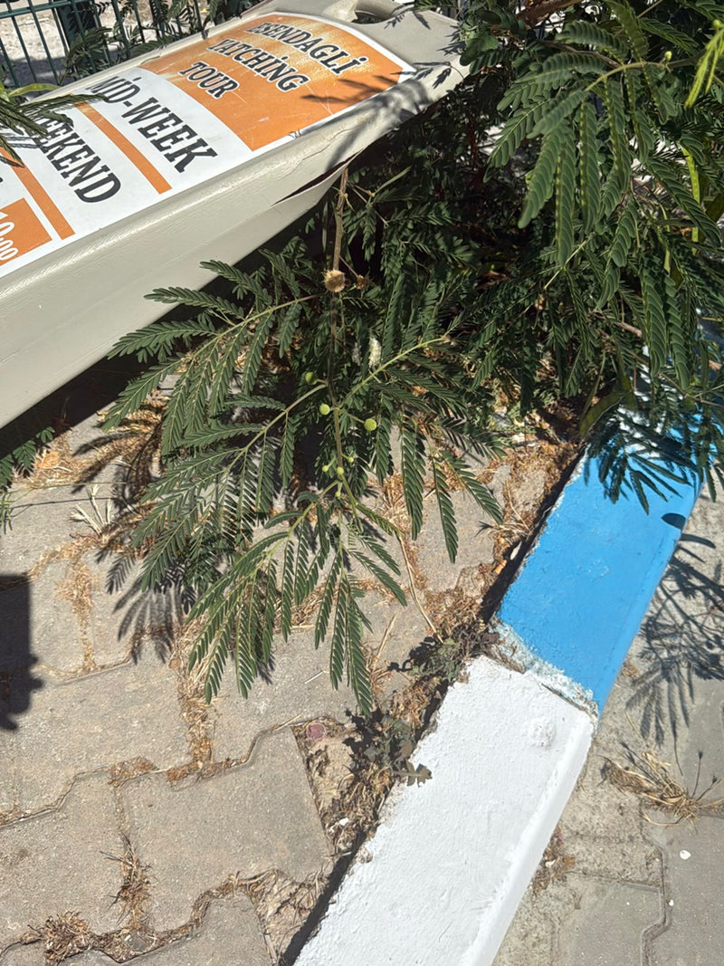 Mimosa à tête blanche — Bild 4