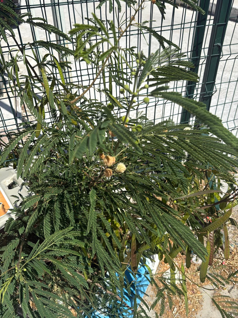 Mimosa à tête blanche — Bild 1