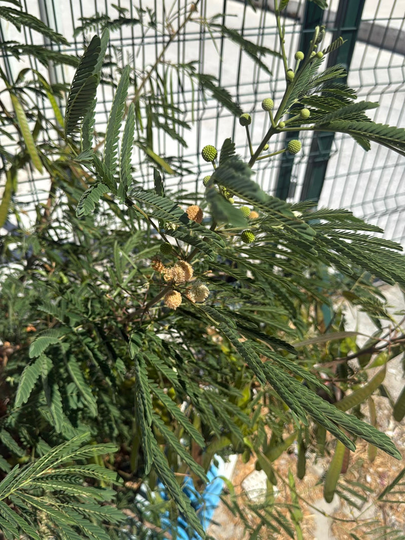 Mimosa à tête blanche — Bild 3