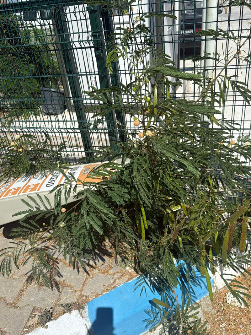 Mimosa à tête blanche — Bild 2
