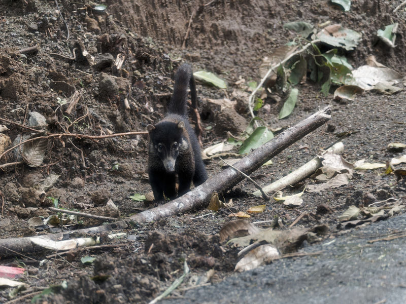 Coati à nez blanc — Bild 1