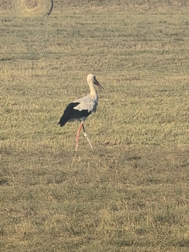 Cigogne blanche — Bild 1