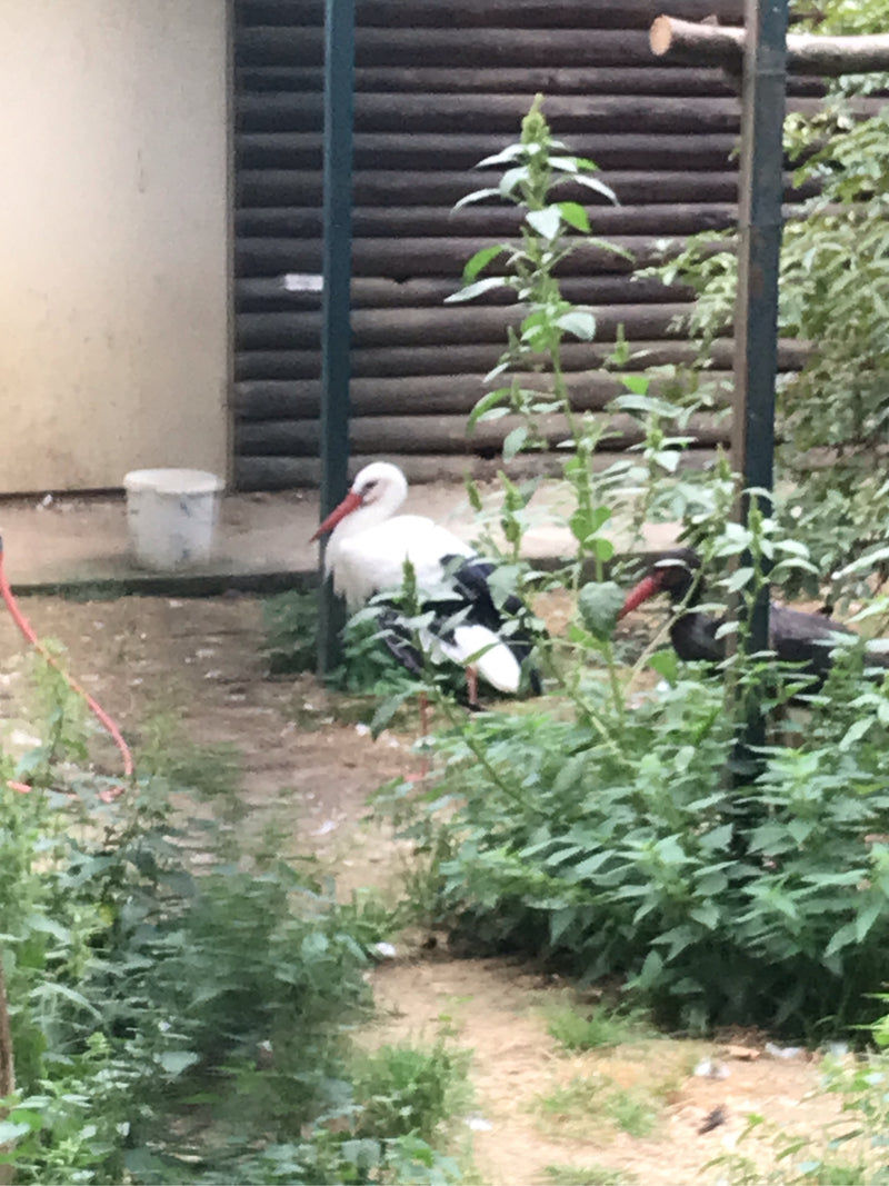 Cigogne blanche — photo 3 sur 6