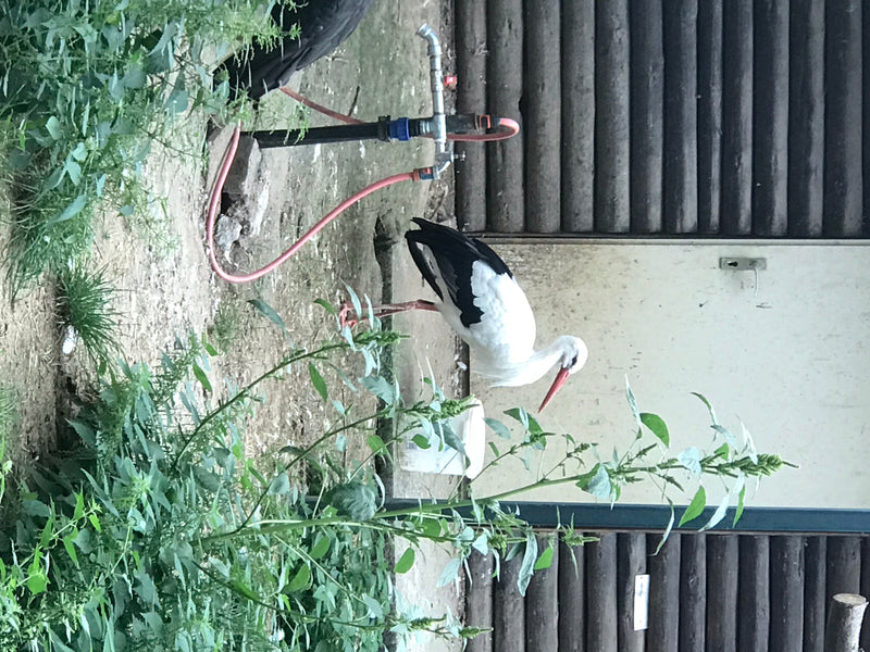 Cigogne blanche — photo 1 sur 6