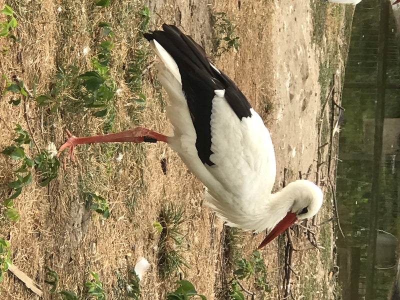 Cigogne blanche — photo 2 sur 6