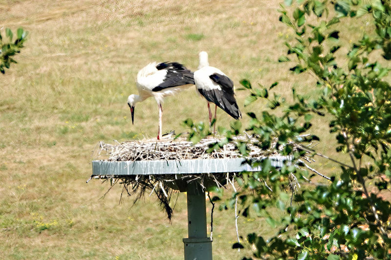 Cigogne blanche — photo 4 sur 6