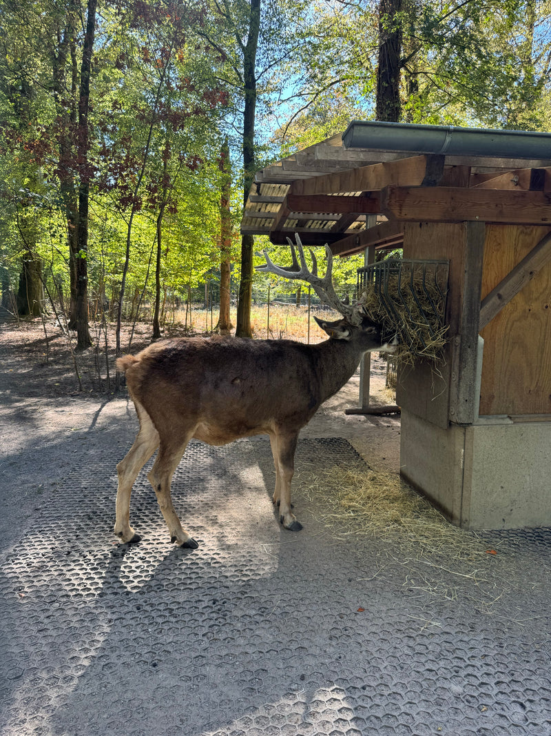 Weißwedelhirsch (Kitz) — photo 2 sur 3