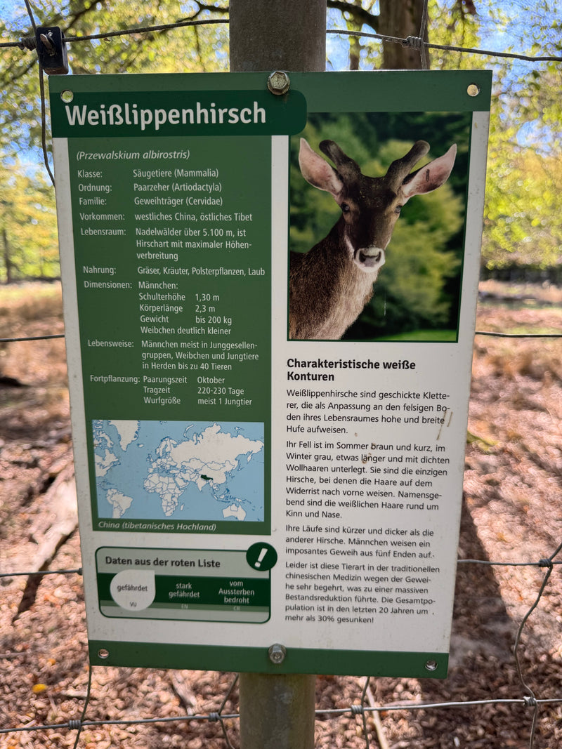 Weißwedelhirsch (Kitz) — photo 3 sur 3