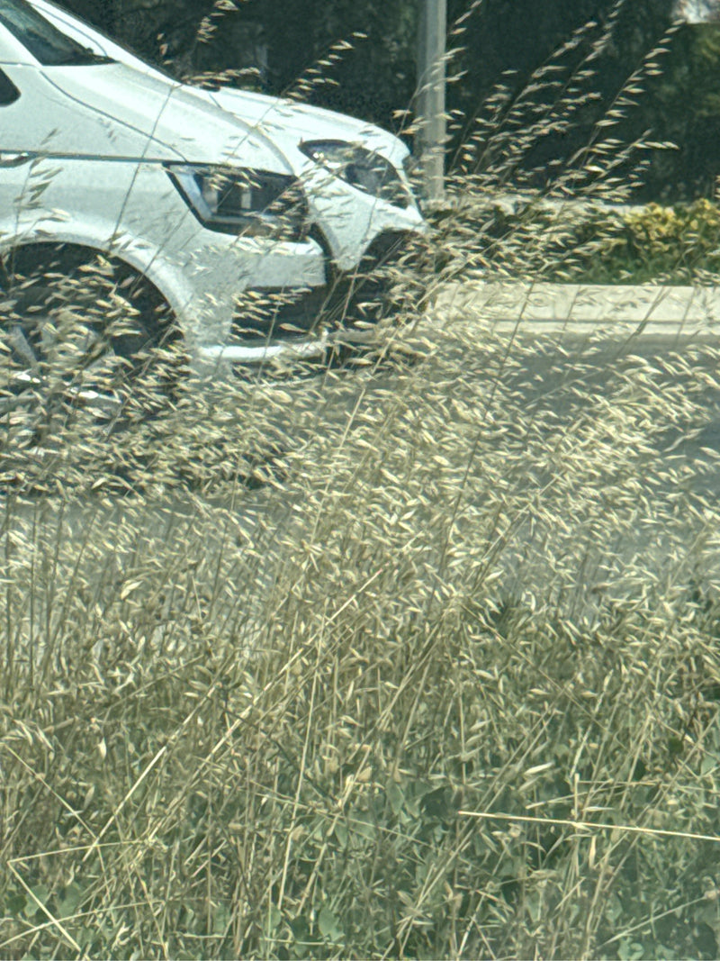 Brome doux — Bild 2