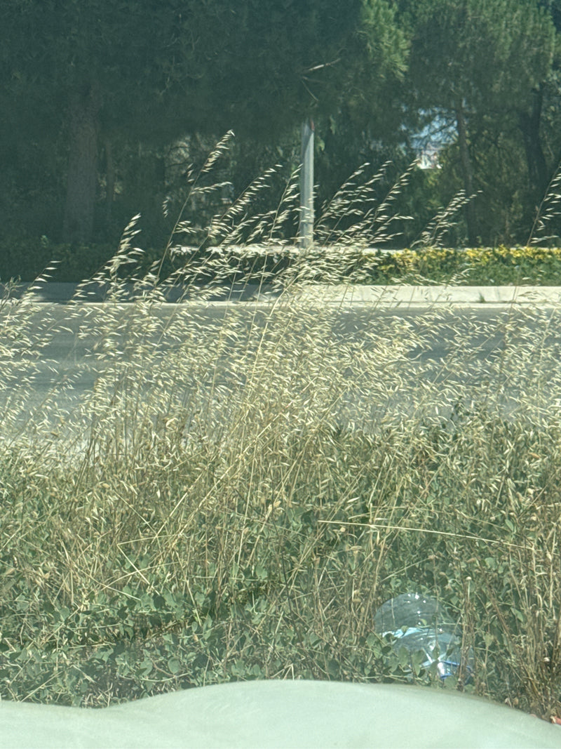 Brome doux — Bild 1