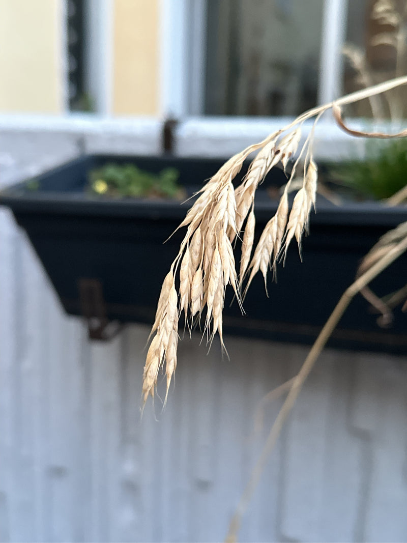 Brome doux — photo 3 sur 4