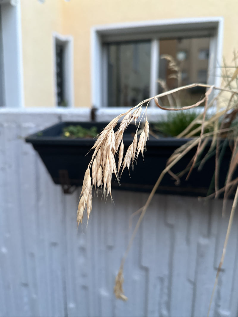 Brome doux — photo 4 sur 4