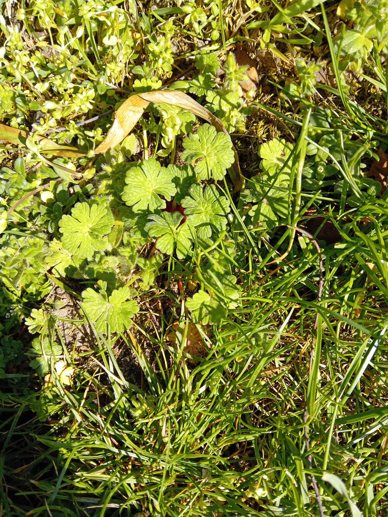 bec de géranium mou — Bild 1