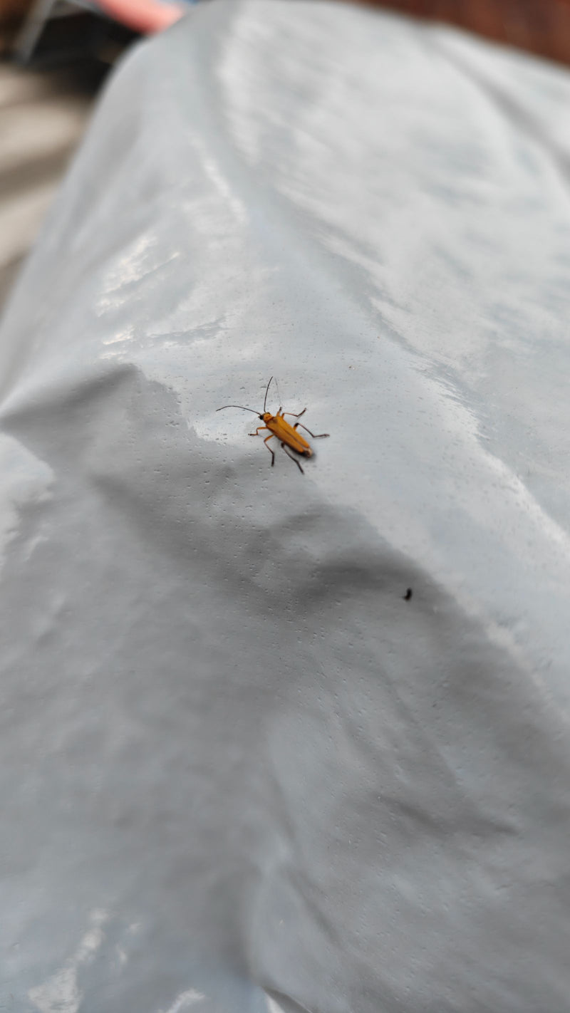 coléoptère mou — photo 1 sur 2