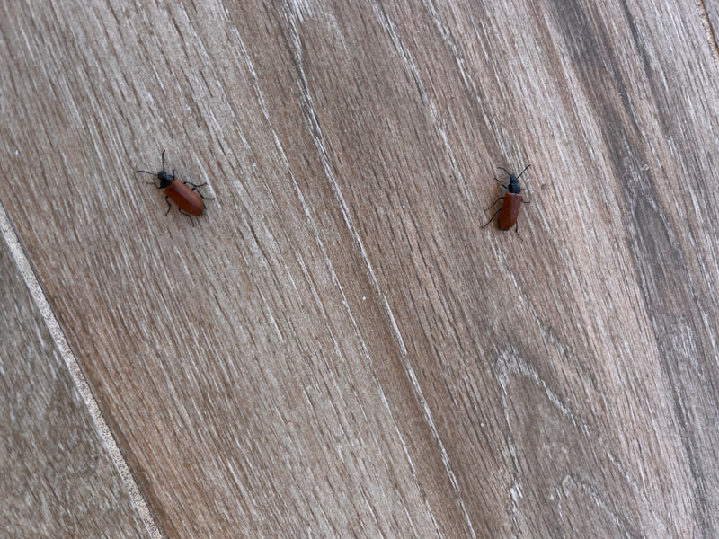 Coléoptères mous (genre Rhagonycha) — Bild 1