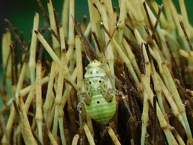 Wiesenwanze — photo 1 sur 1