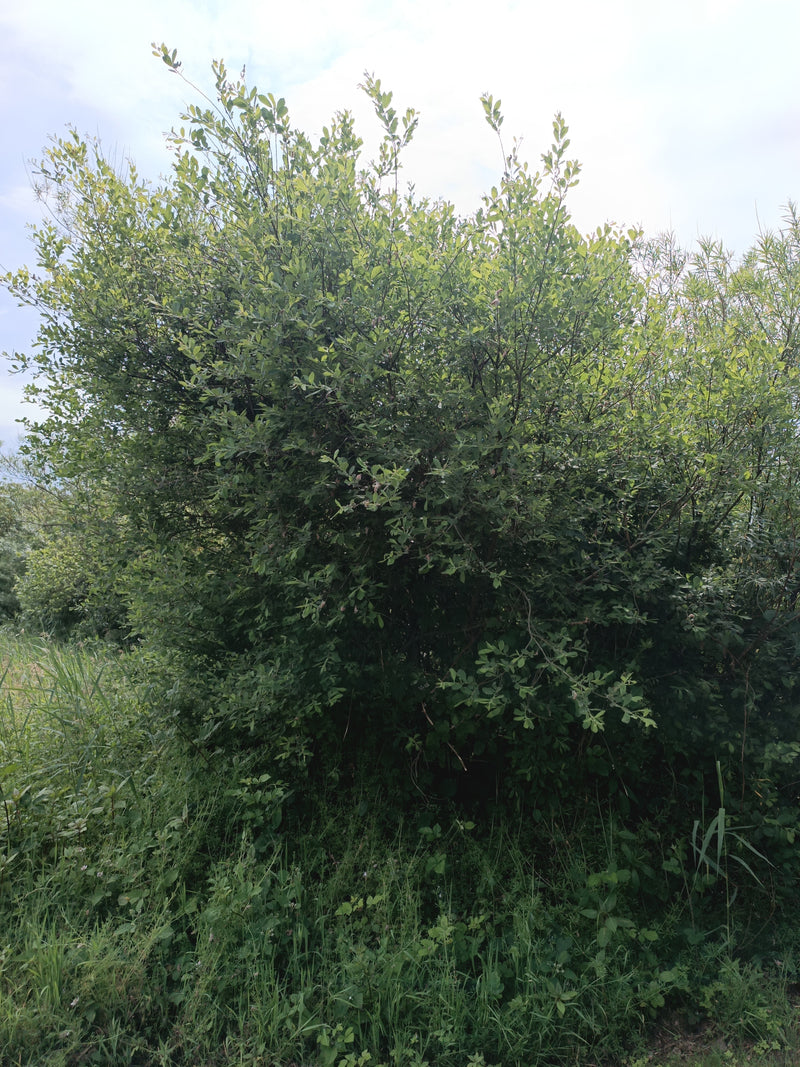 On aperçoit un grand arbuste de saule touffu aux nombreuses feuilles vertes. Il se dresse au bord d'une prairie sous un ciel lumineux.