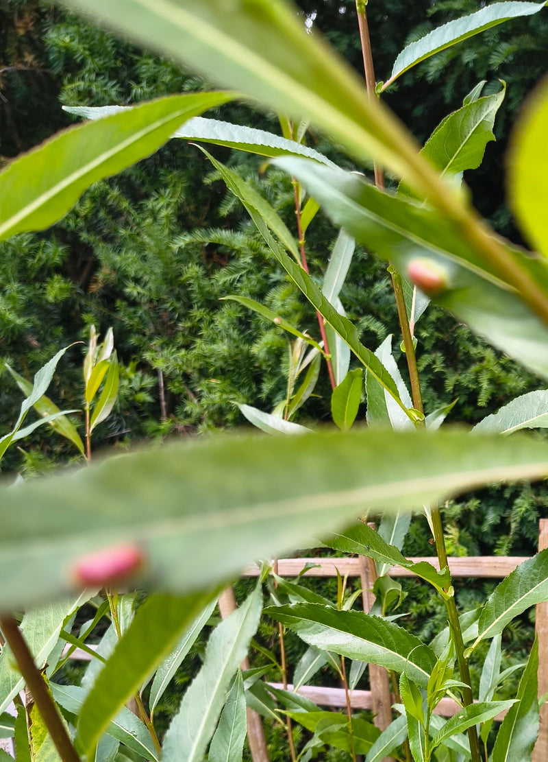 Acarien du saule — Bild 1