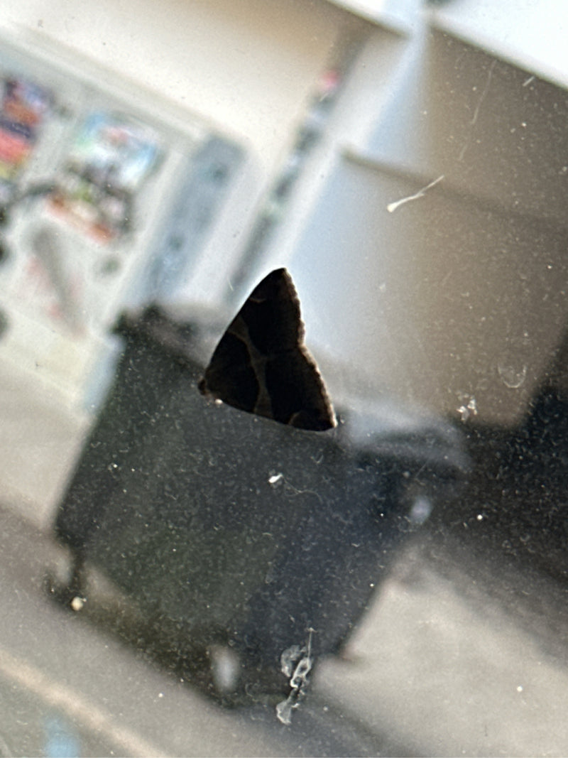 Papillon de l'écorce du saule — Bild 2