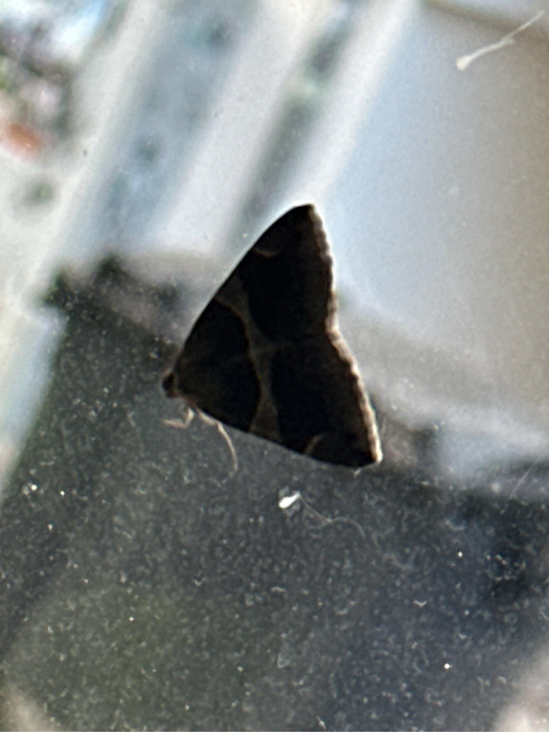 Papillon de l'écorce du saule — Bild 1