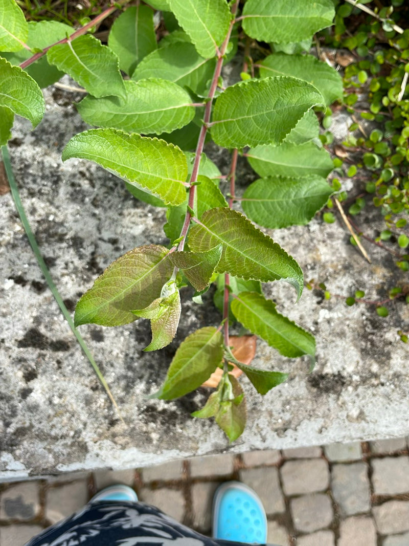 Aunée à feuilles de saule — Bild 1