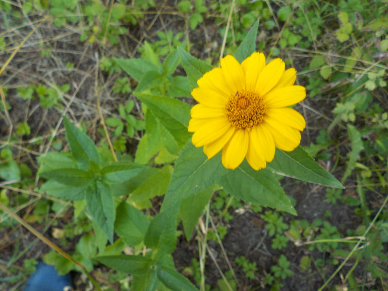 Suneye à feuilles de saule — Bild 1