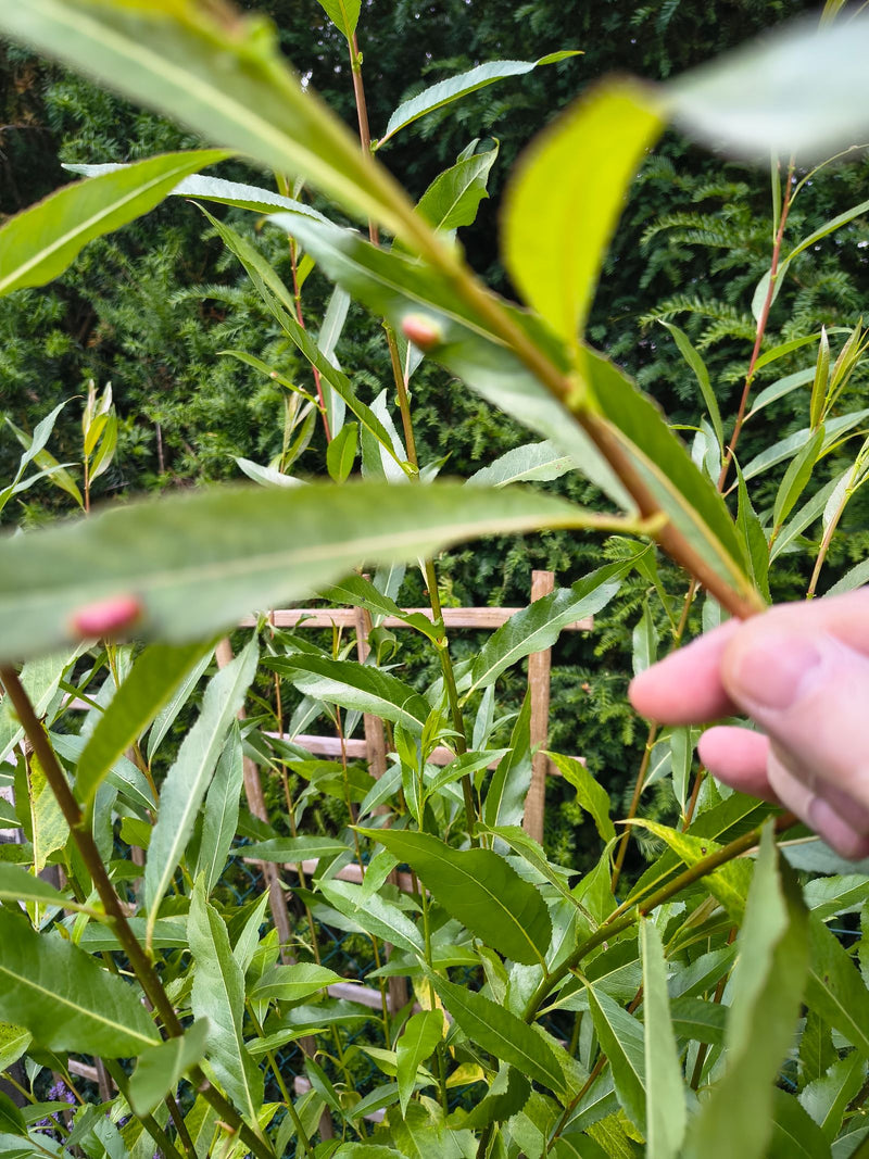 Guêpe à feuilles de saule — Bild 1