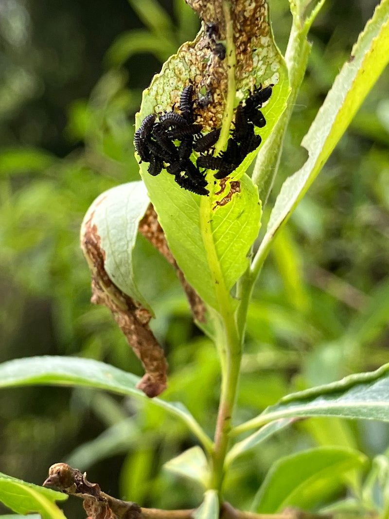 Coléoptère tacheté du saule — Bild 1