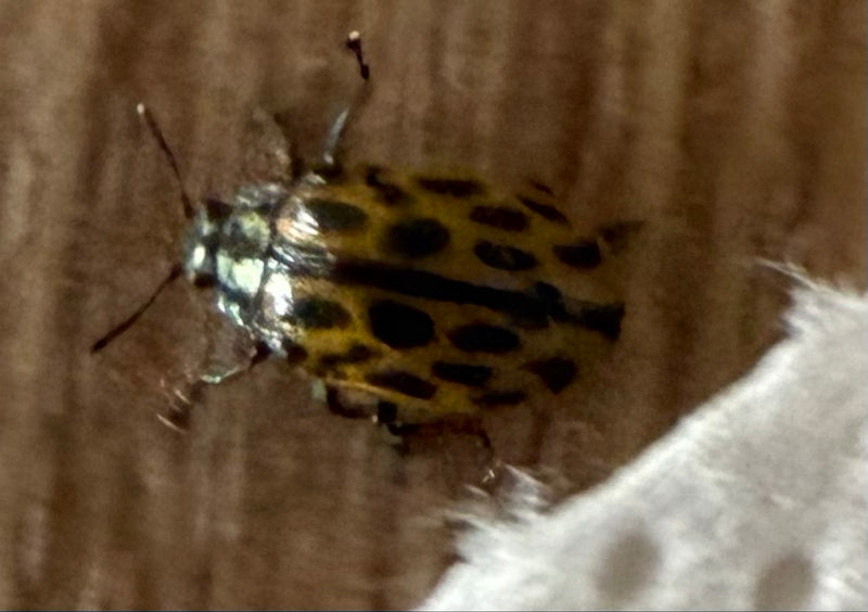 L'image montre une chrysomèle du saule sur une surface semblable à du bois. L'insecte est au repos vu du dessus.