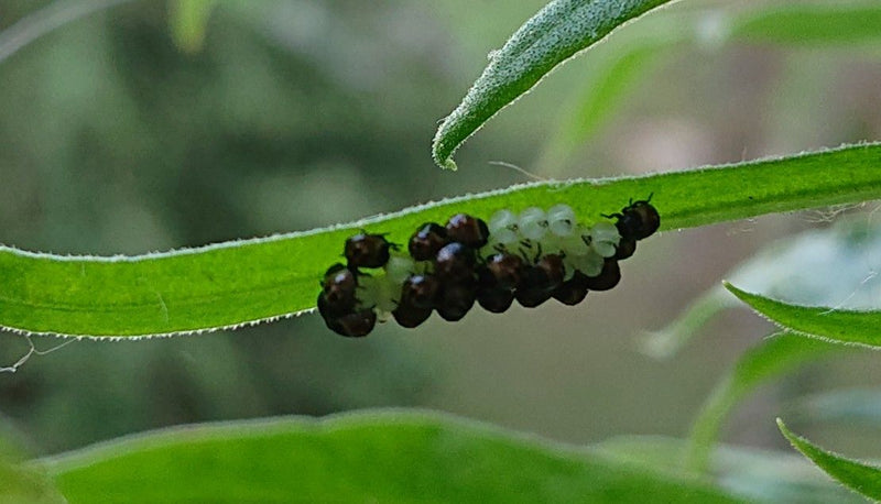 Coléoptère du saule (genre) — Bild 1