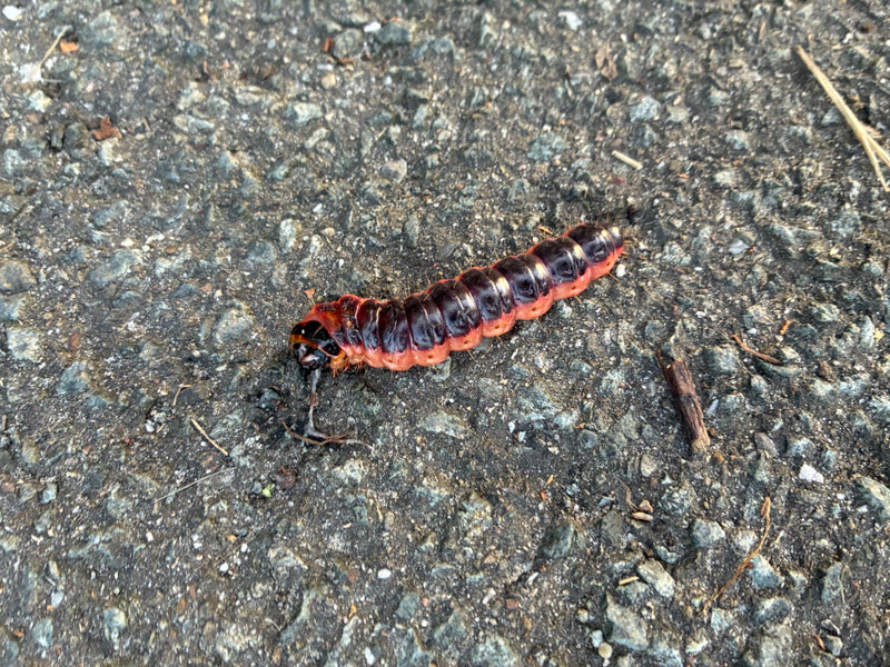Une chenille rougeâtre du Cossus gâte-bois rampe sur une surface asphaltée.