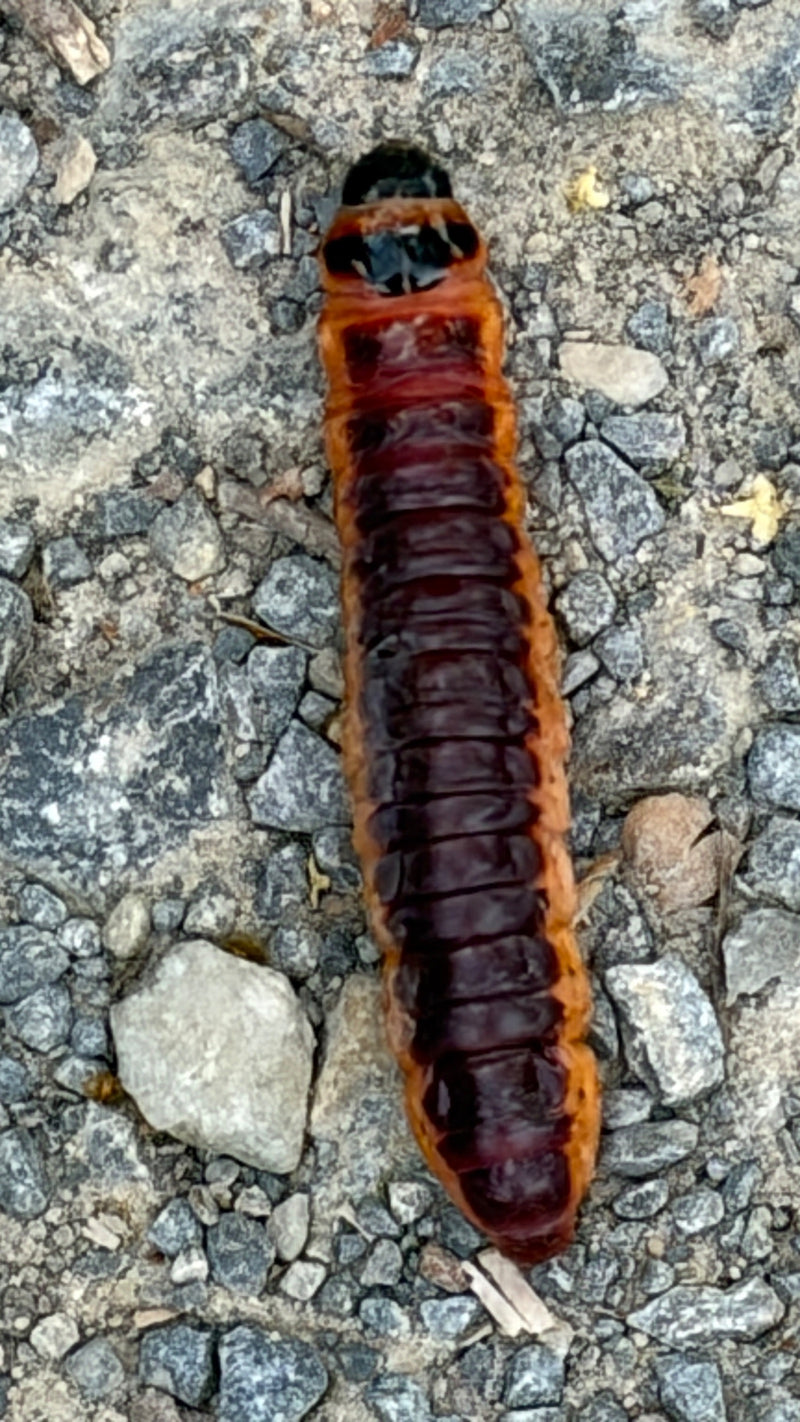 Une grande chenille rouge-brun de la cossus gâte-bois rampe sur un chemin de gravier vue du dessus.
