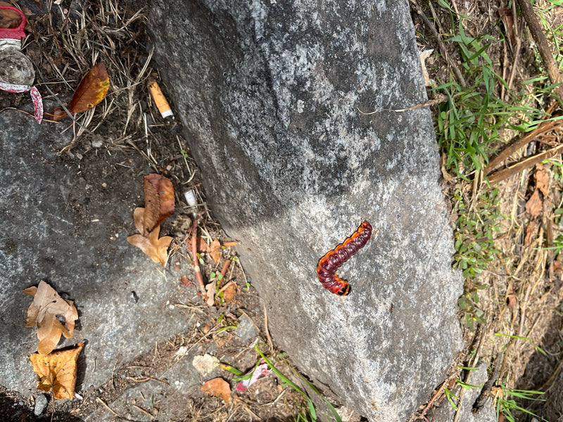 Une larve rouge-brun de cesse se déplace sur une pierre grise à l'extérieur. Des feuilles sèches et de l'herbe entourent la pierre.