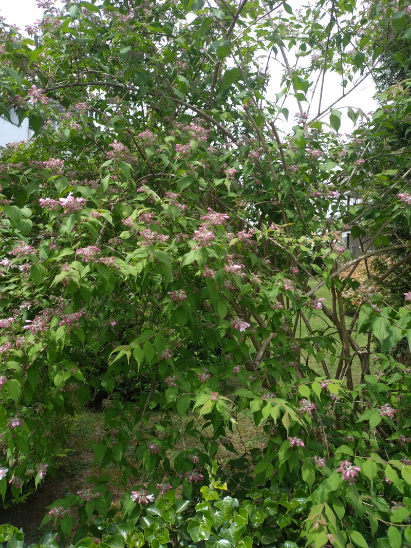 On peut voir un grand arbuste de Weigela avec de nombreuses feuilles vertes et des fleurs roses.