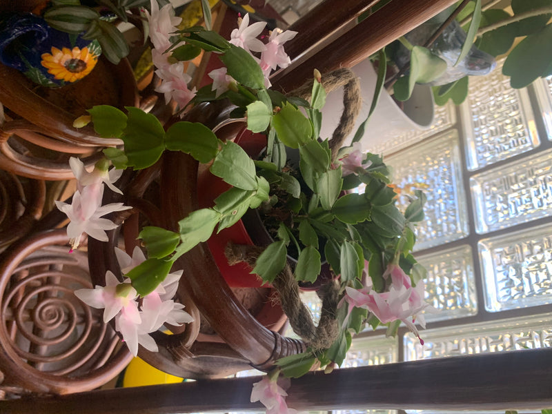 On voit un cactus de Noël en fleurs dans un pot sur un meuble en bois. La plante présente ses segments plats typiques et ses délicates fleurs roses.