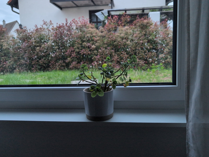 Plante d'encens — Bild 1