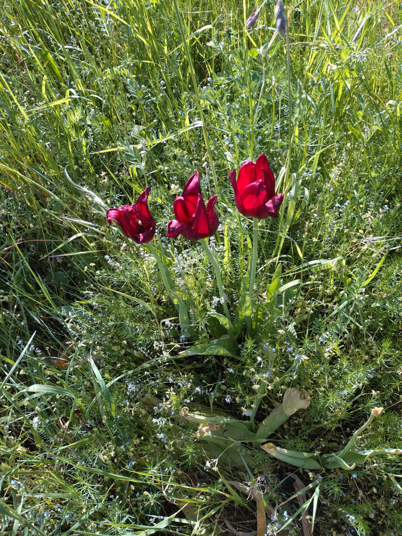 Tulipe de vigne — Bild 1