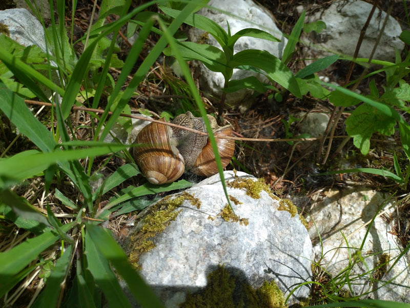 Escargot romain — Bild 1