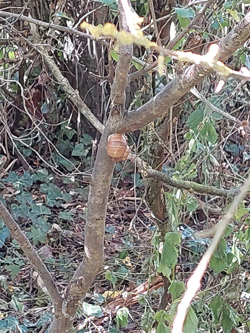 Un escargot de Bourgogne est posé sur un tronc d'arbre fin au milieu des branches et du feuillage dans les sous-bois.
