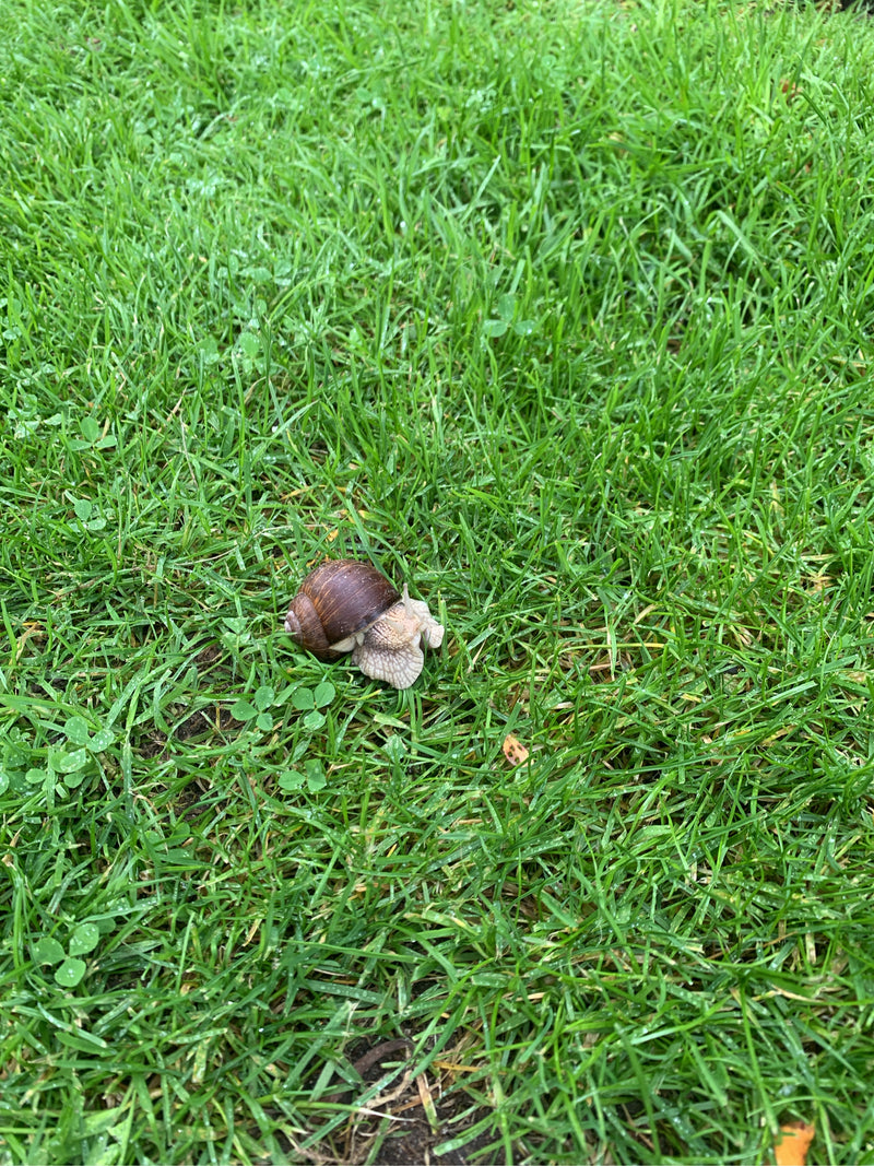 Un escargot de Bourgogne se déplace lentement sur une prairie verte. L'animal est bien visible par le dessus.