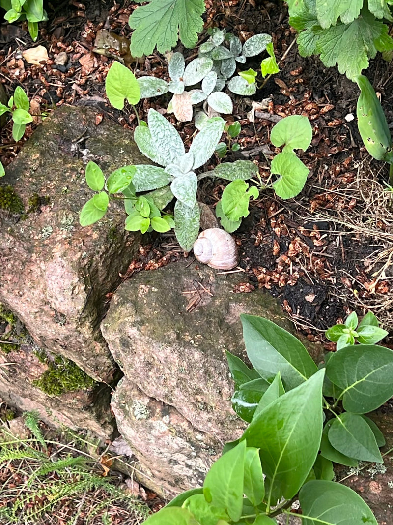 Un escargot de Bourgogne repose avec sa coquille sur un sol pierreux parmi de petites plantes et de la terre. La vue plongeante montre l'animal dans son envi...