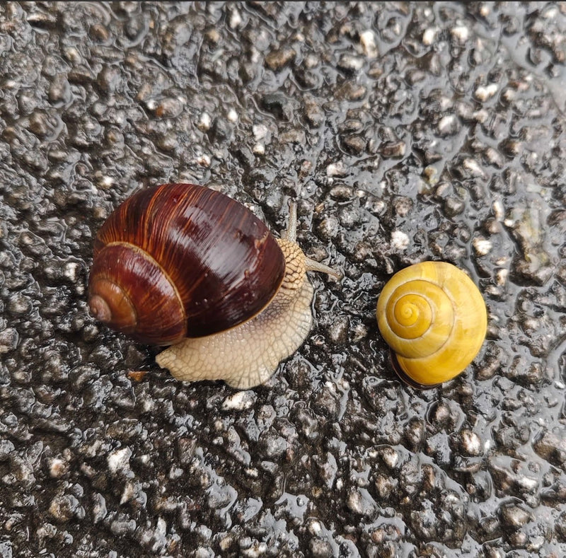 Un escargot de Bourgogne rampe sur de l'asphalte mouillé à côté d'un escargot des jardins.