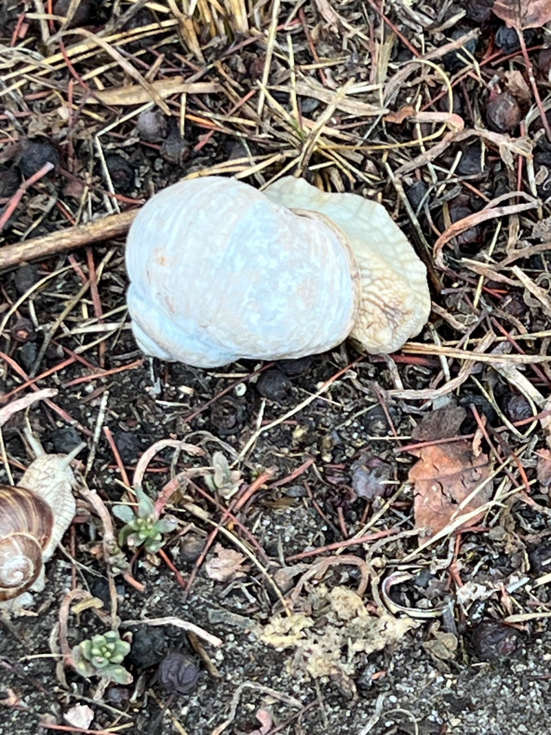 Un escargot de Bourgogne à coquille claire repose sur un sol de terre, d'aiguilles et de petites branches. Un autre escargot plus petit est visible en bas à ...
