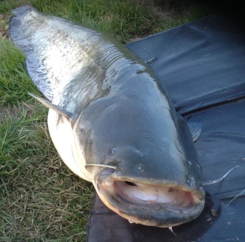 poisson-chat — Bild 1